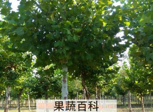 法国梧桐树的功效与作用