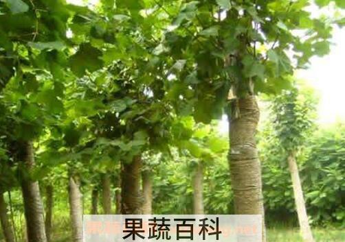 法国梧桐树的功效与作用