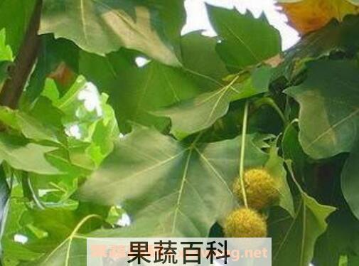 泡桐树和梧桐树的区别