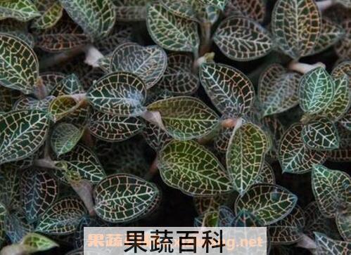 如何自己繁殖金线莲 金线莲栽培技术