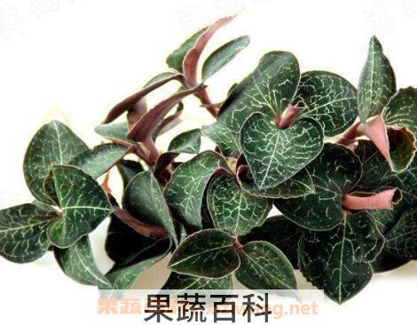 如何自己繁殖金线莲 金线莲栽培技术