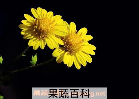 野菊花的功效与作用及副作用