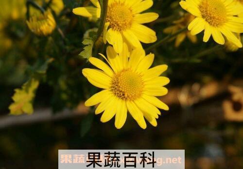 野菊花的功效与作用及副作用
