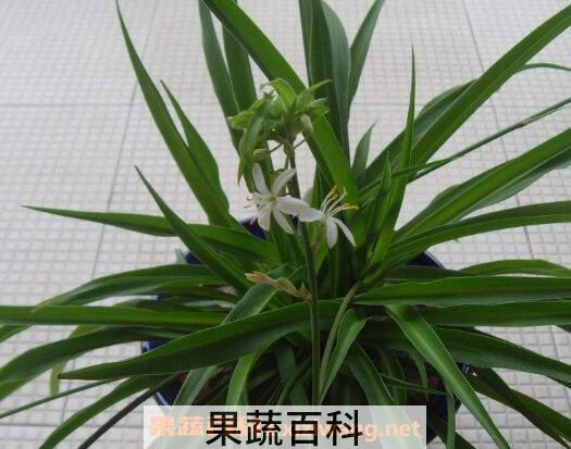什么植物吸收甲醛最好 室内吸甲醛最好的植物