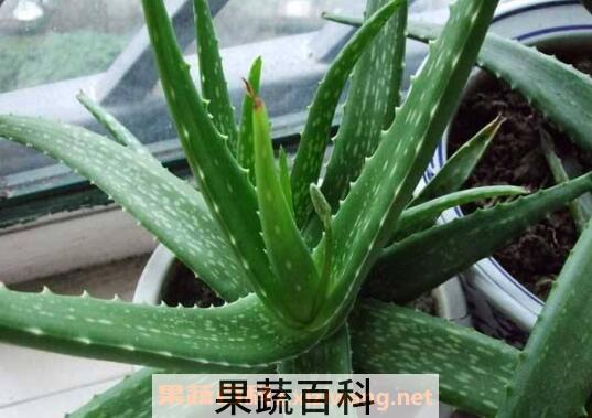 什么植物吸收甲醛最好 室内吸甲醛最好的植物