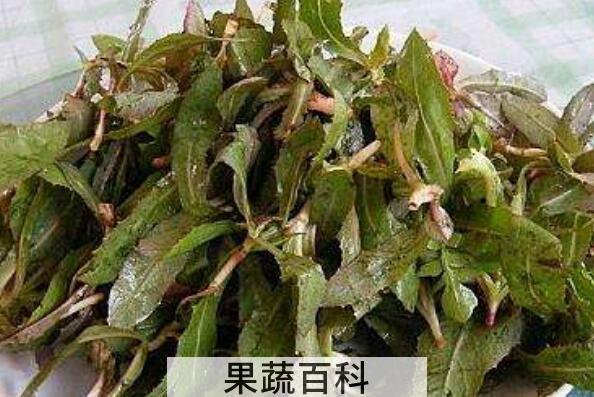 曲曲菜根泡水喝的功效与作用