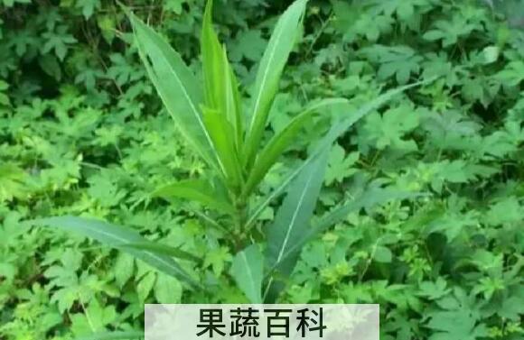 山苦菜的功效与作用 山苦菜的做法大全