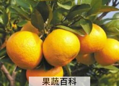 橘和桔子的区别 吃桔子的好处