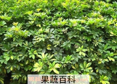 鸭脚木的功效与作用 