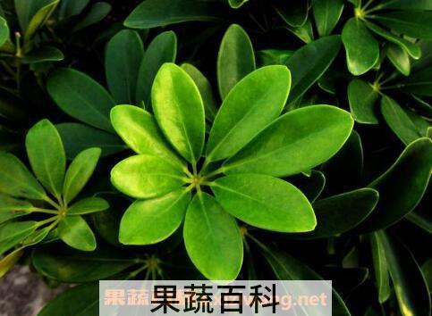 鸭脚木的功效与作用 