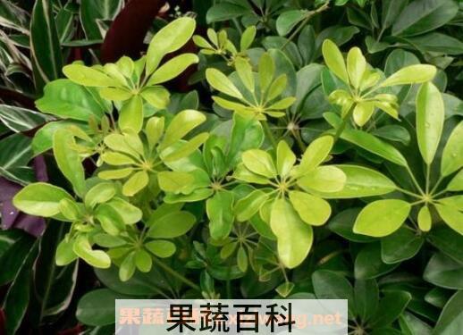 鸭脚木的养殖方法 养殖鸭脚木的注意事项