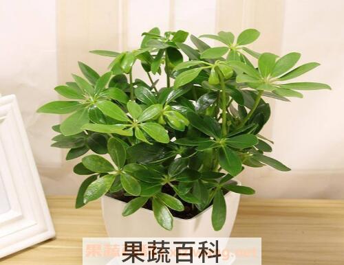 鸭脚木的养殖方法 养殖鸭脚木的注意事项