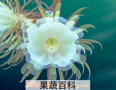 昙花花后如何处理 昙花干叶怎么处理