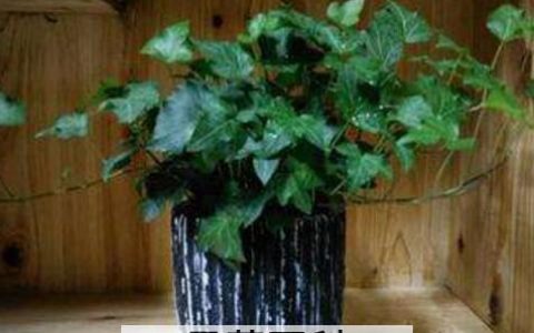 常春藤怎么繁殖 常春藤扦插繁殖方法