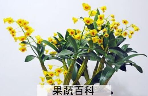 鼓槌石斛怎么养才开花 鼓槌石斛种植方法
