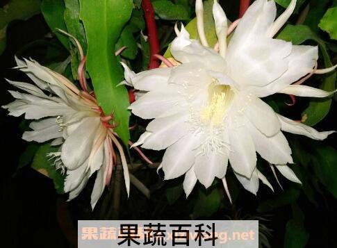 昙花怎么养 昙花种子种植方法