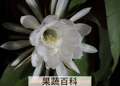 昙花怎么养 昙花种子种植方法