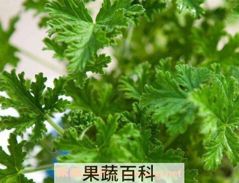 驱蚊植物有哪些 驱蚊效果最好的植物