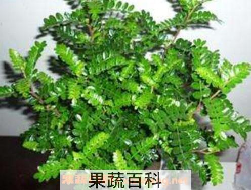 驱蚊植物有哪些 驱蚊效果最好的植物