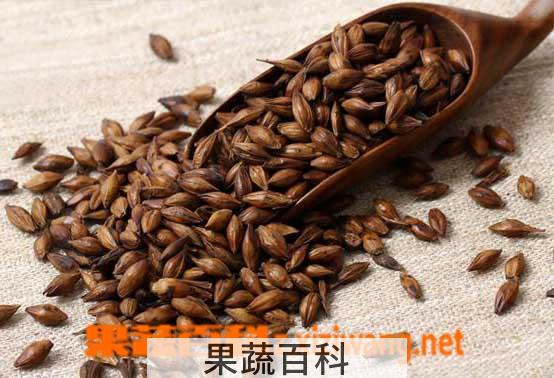 果蔬百科炒麦芽的功效与作用