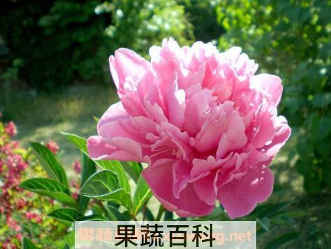 牡丹花如何种植 牡丹花的种植方法技巧