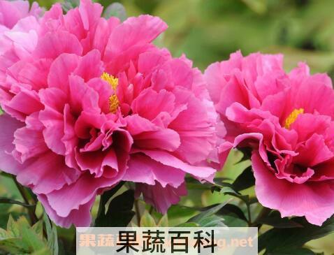 牡丹花如何种植 牡丹花的种植方法技巧