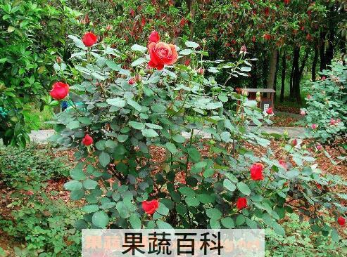 玫瑰花摘下来怎么保存