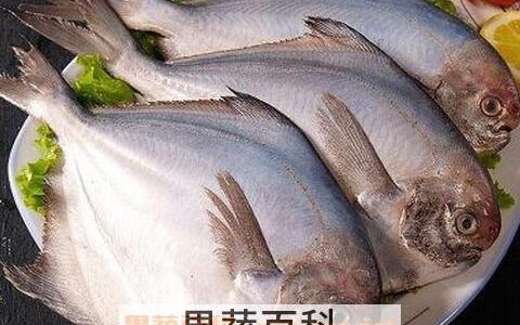 鲳鱼的营养价值与食用功效