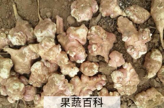 菊芋怎么吃 菊芋的吃法大全