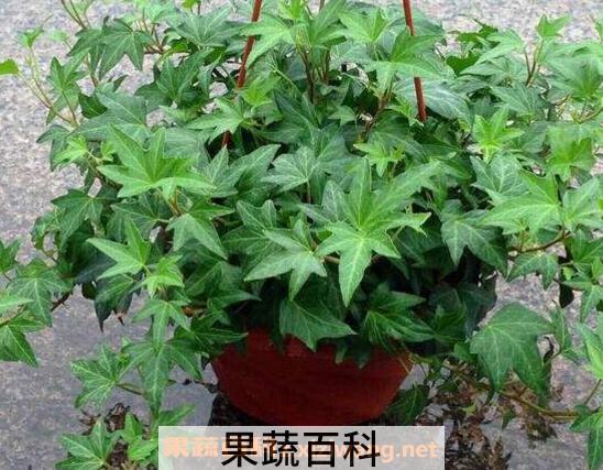 常春藤怎么养长得快 常春藤水培怎么生根快