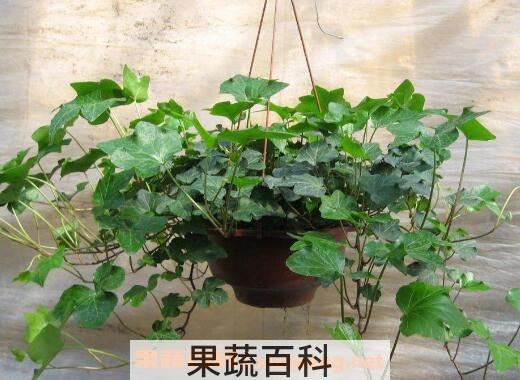 常春藤怎么养长得快 常春藤水培怎么生根快