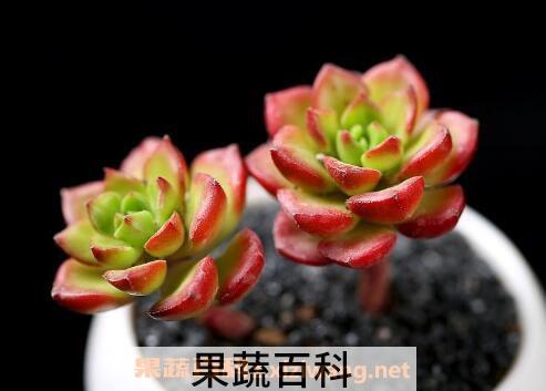 蒂亚多肉怎么养  蒂亚多肉的养殖技巧