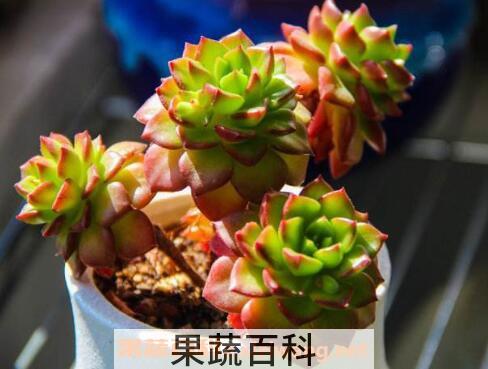 蒂亚多肉怎么养  蒂亚多肉的养殖技巧