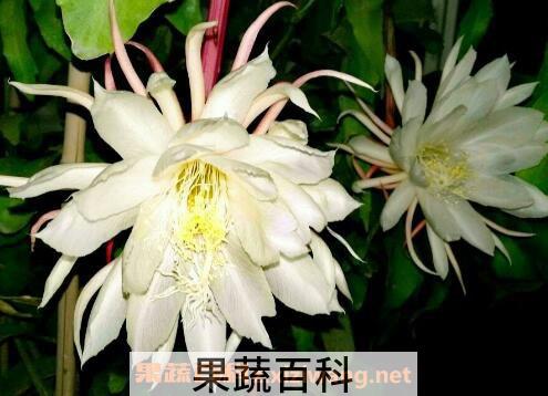 昙花摘下来如何保存