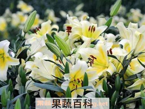 百合花的功效与作用 百合花的禁忌