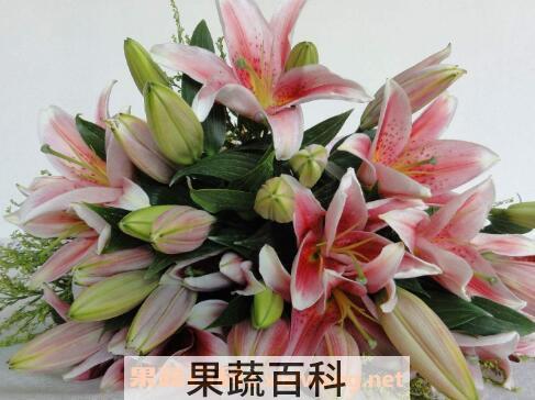 百合花的功效与作用 百合花的禁忌