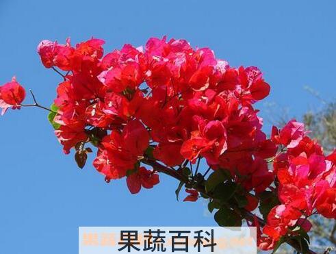 三角梅的修剪方法 三角梅的栽培方法