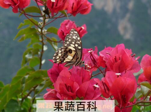三角梅的修剪方法 三角梅的栽培方法