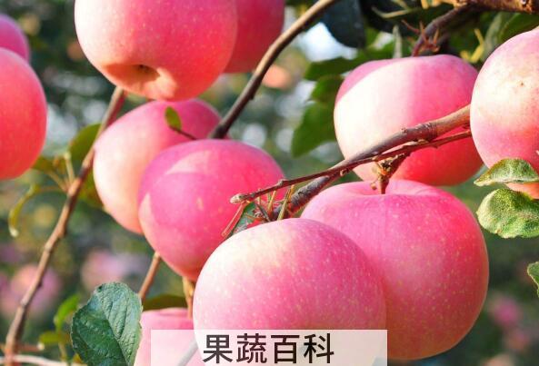 每天吃苹果的最佳时间 每天吃苹果吃几个好