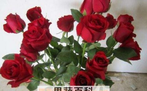 摘下来的花怎样保存 鲜花怎么保存时间长