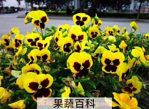 三色堇图片 三色堇的养殖方法技巧