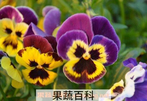 三色堇图片 三色堇的养殖方法技巧