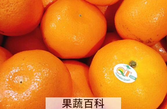 澳橘与普通橘子区别 吃澳橘的好处