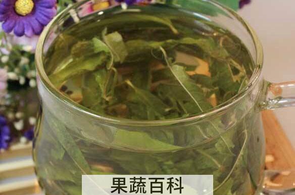 马鞭草茶的功效与作用及禁忌