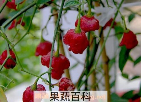 风铃椒什么时候种好 风铃椒一般如何进行种植