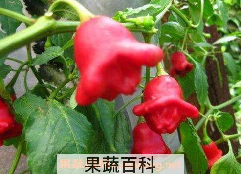 风铃椒什么时候种好 风铃椒一般如何进行种植