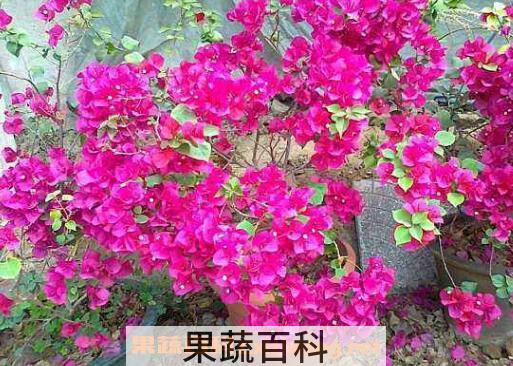 三角梅的养殖方法 三角梅怎么养好