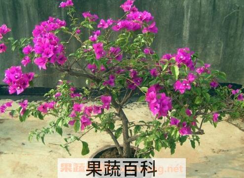 三角梅的养殖方法 三角梅怎么养好