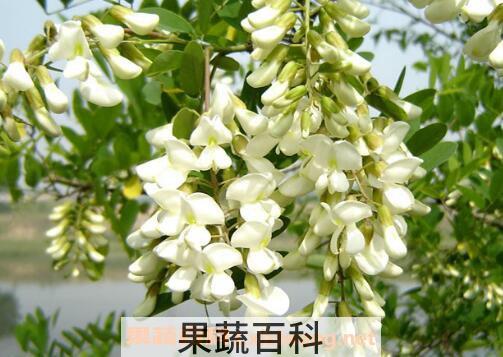 槐花的功效与作用 槐花的吃法