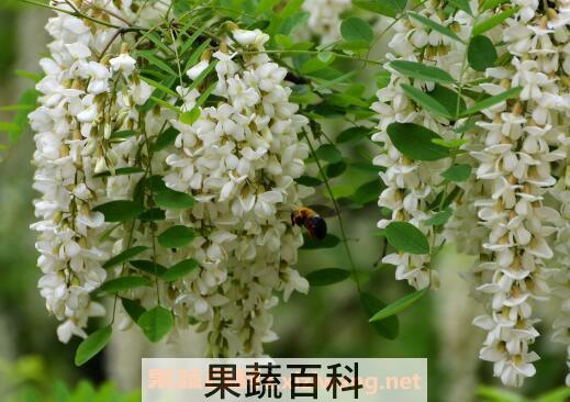 槐花的功效与作用 槐花的吃法